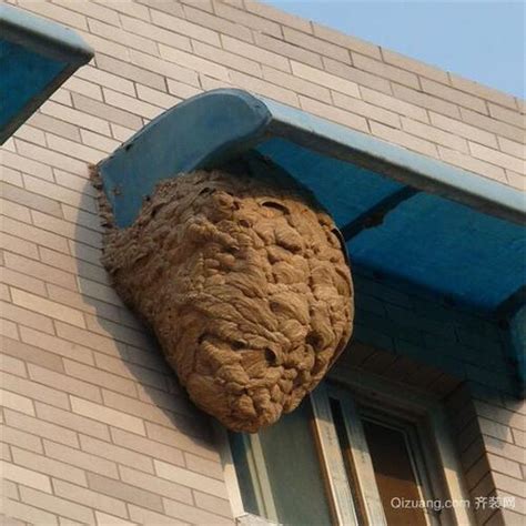 蜜蜂在家筑巢怎么办 一別如雨